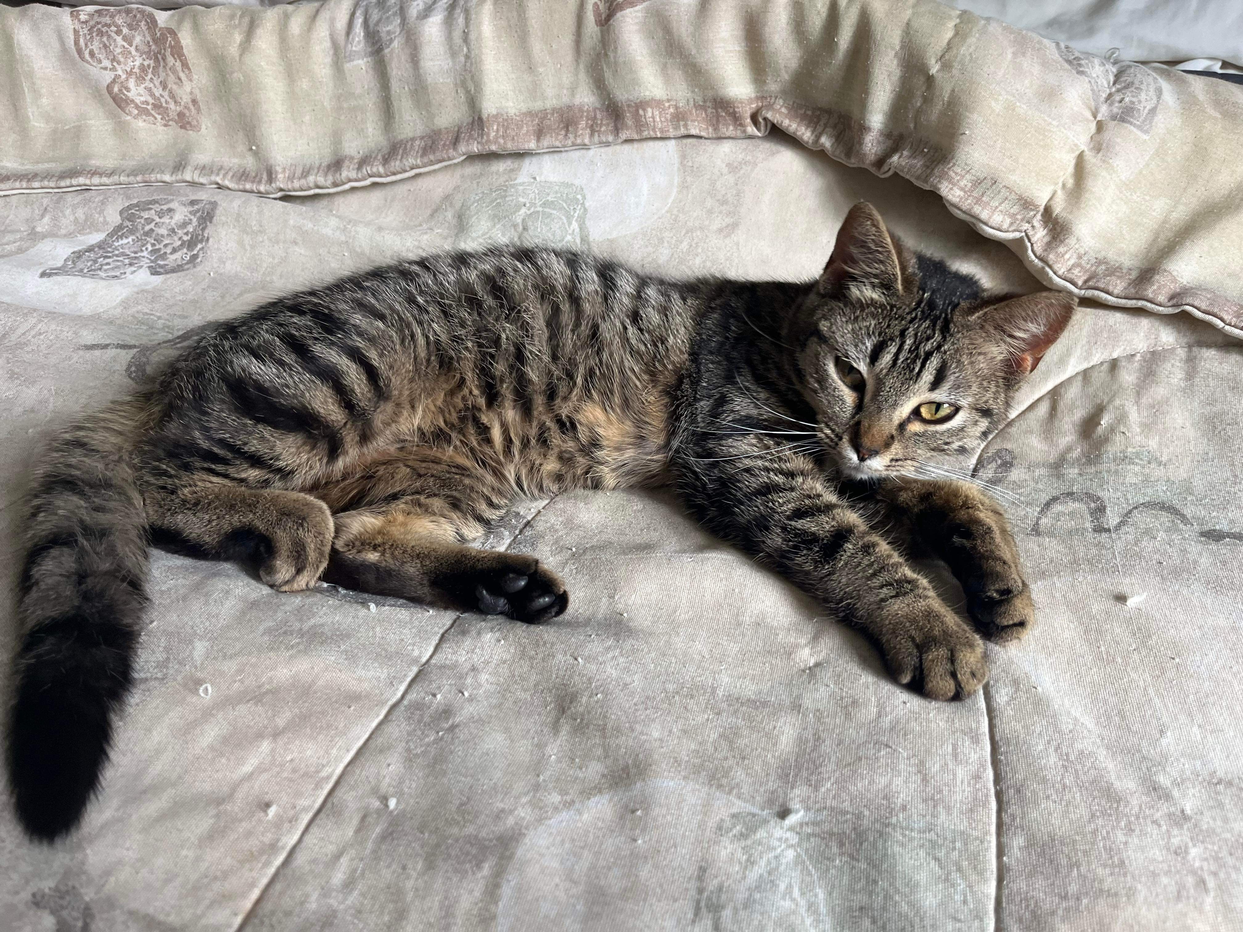 Brook, an adoptable Domestic Short Hair in Steinbach, MB, R5G 2B2 | Photo Image 1