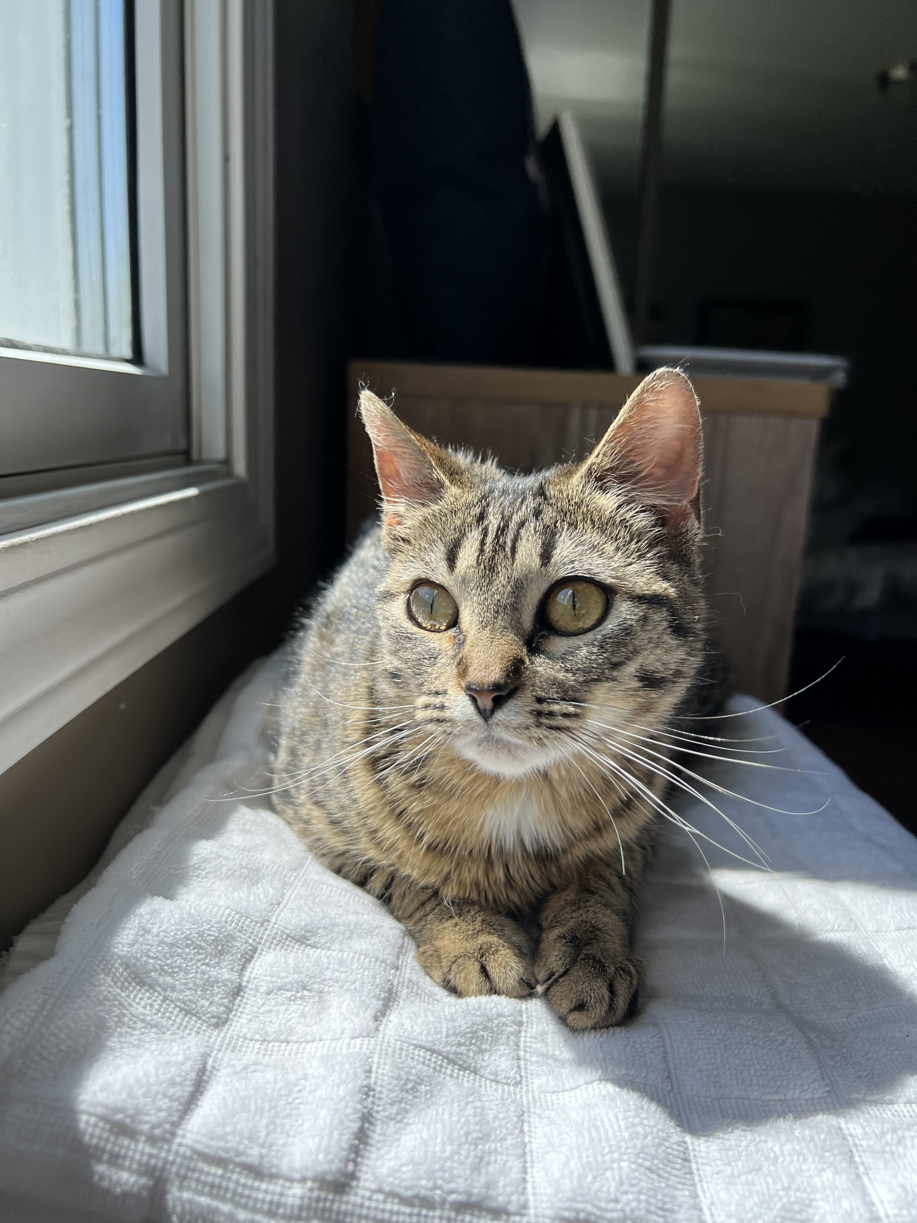 Brook, an adoptable Domestic Short Hair in Steinbach, MB, R5G 2B2 | Photo Image 2