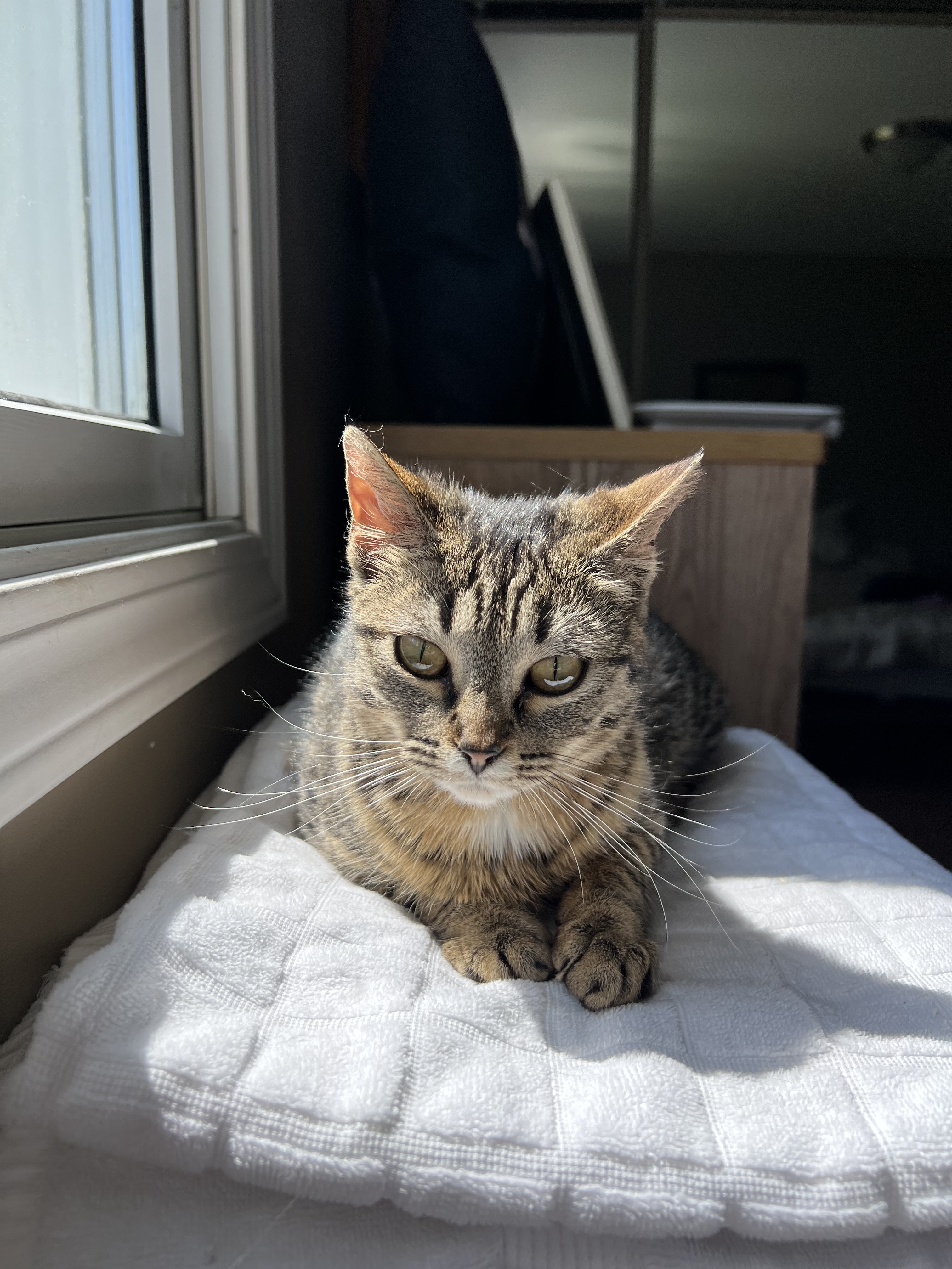 Brook, an adoptable Domestic Short Hair in Steinbach, MB, R5G 2B2 | Photo Image 3