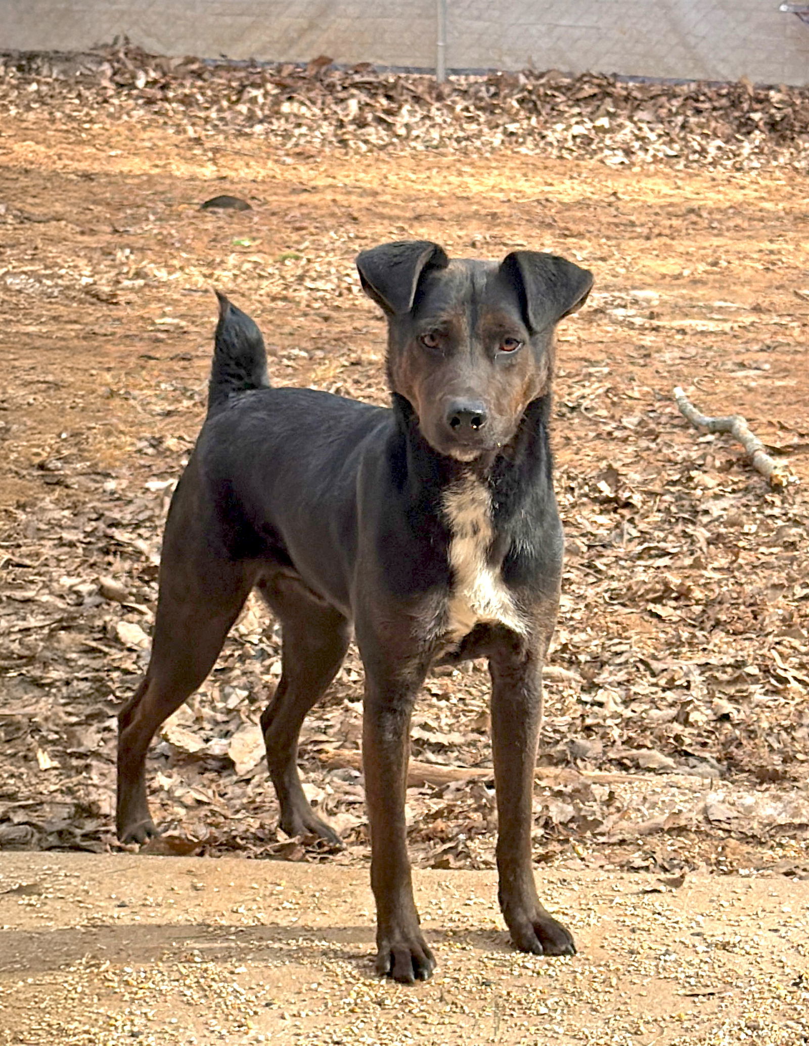 Luca