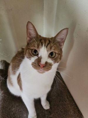 Manny, Adult Male Domestic Short Hair