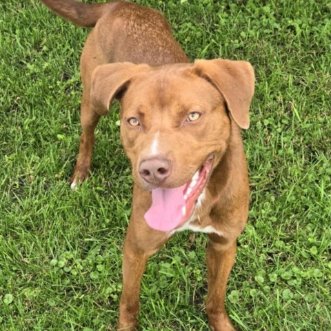 Jay (Moose), an adoptable Catahoula Leopard Dog, Pit Bull Terrier in Fargo, ND, 58102 | Photo Image 3