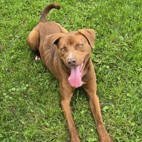 Jay (Moose), an adoptable Catahoula Leopard Dog, Pit Bull Terrier in Fargo, ND, 58102 | Photo Image 4