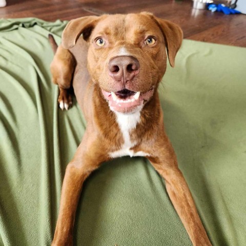 Jay (Moose), an adoptable Catahoula Leopard Dog, Pit Bull Terrier in Fargo, ND, 58102 | Photo Image 5