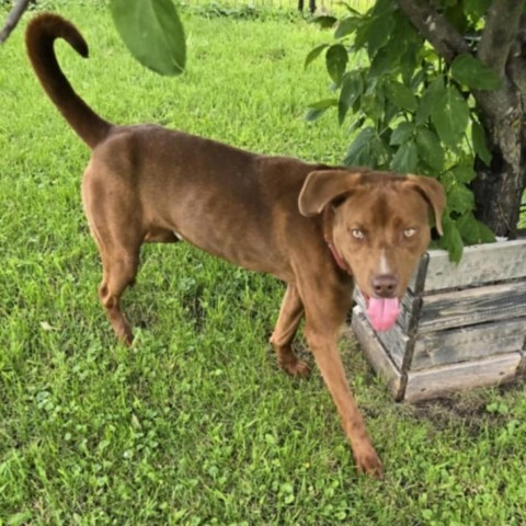 Jay (Moose), an adoptable Catahoula Leopard Dog, Pit Bull Terrier in Fargo, ND, 58102 | Photo Image 6