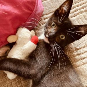 Yes he really is THAT cute And photos dont even do him justice This teeny tuxedo has a big purr