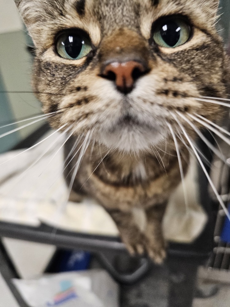 Migizi, an adoptable Domestic Short Hair in Houghton, MI, 49931 | Photo Image 1