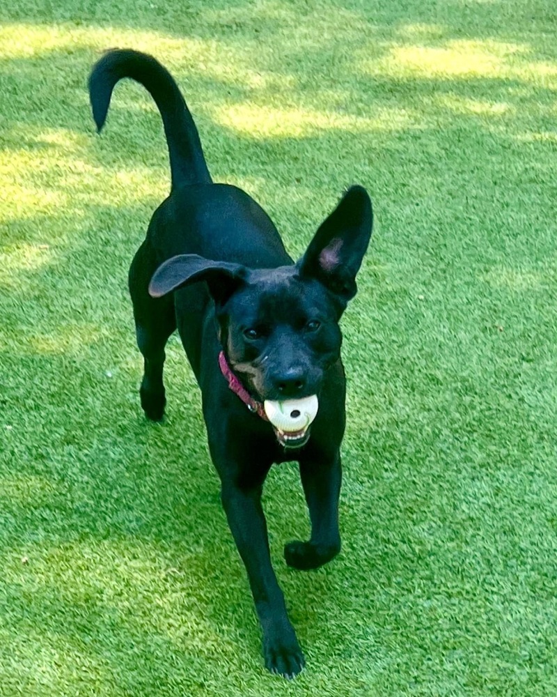 Lucy