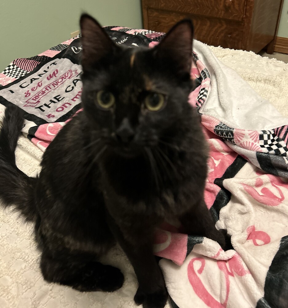 Ember, an adoptable Domestic Short Hair in Aurora, CO, 80016 | Photo Image 1