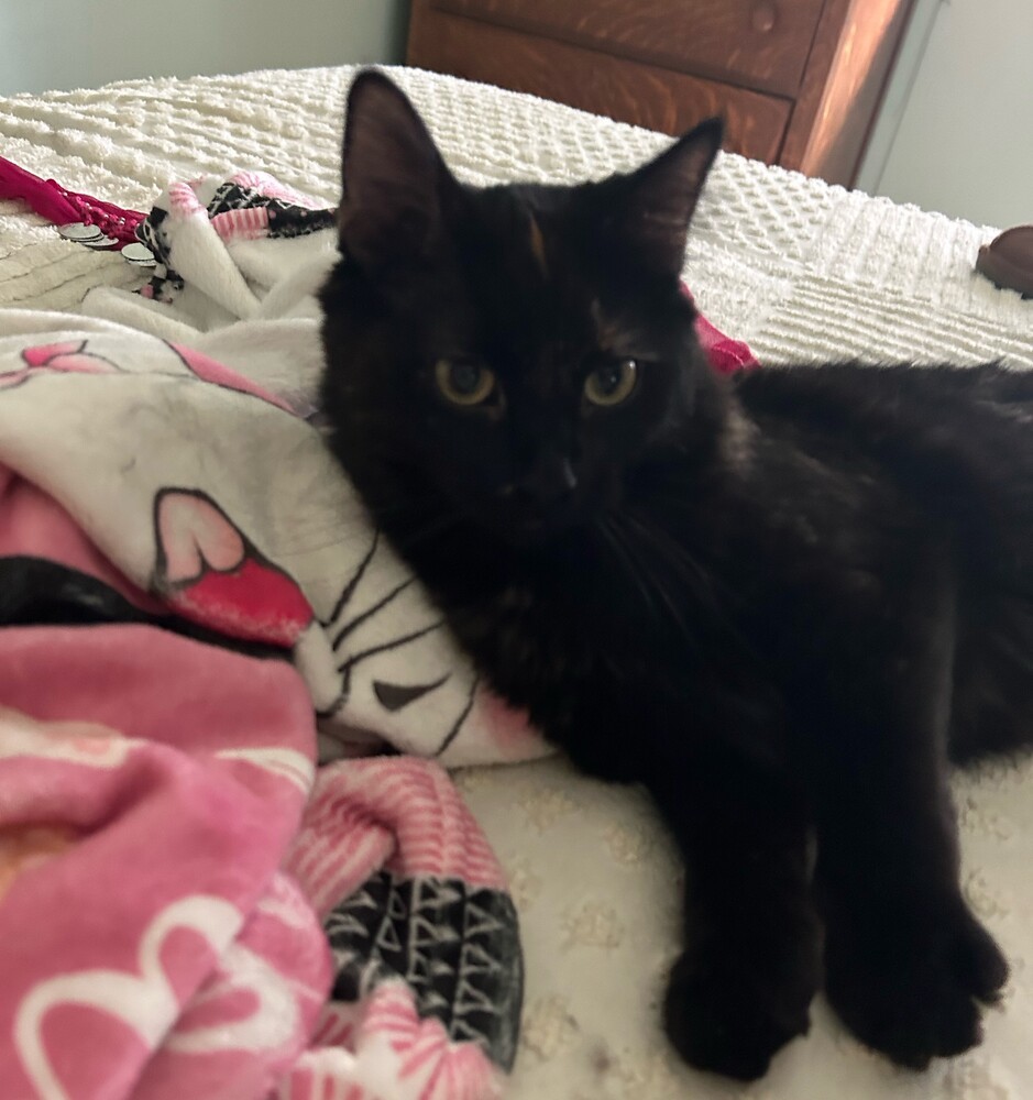 Ember, an adoptable Domestic Short Hair in Aurora, CO, 80016 | Photo Image 5