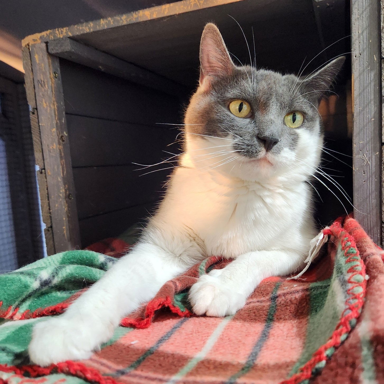 Ramona (Please Foster Me!), an adoptable Domestic Short Hair in Laramie, WY, 82073 | Photo Image 1