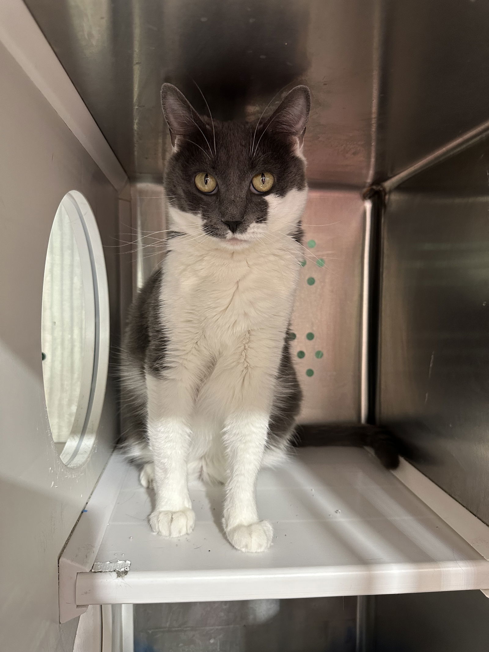 Ramona (Please Foster Me!), an adoptable Domestic Short Hair in Laramie, WY, 82073 | Photo Image 2