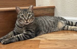 jules, Adult Male unknown