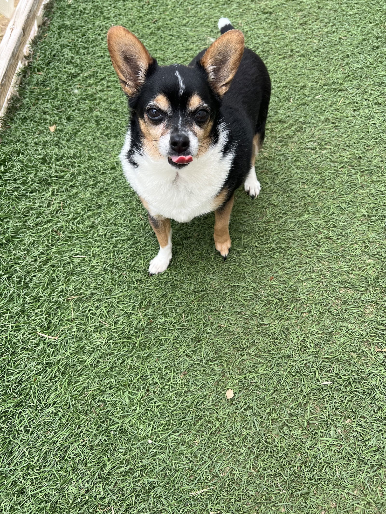 Penny