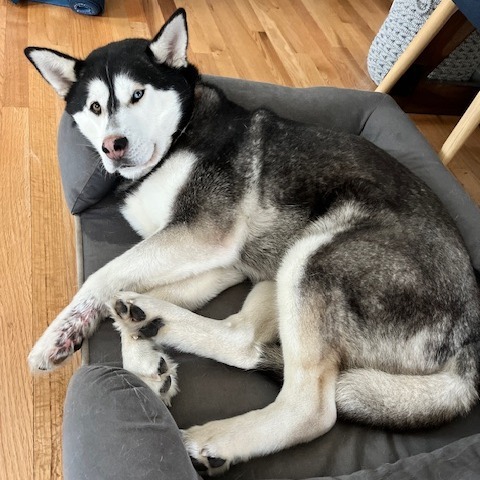 Mina, an adoptable Alaskan Malamute in Cashmere, WA, 98815 | Photo Image 2