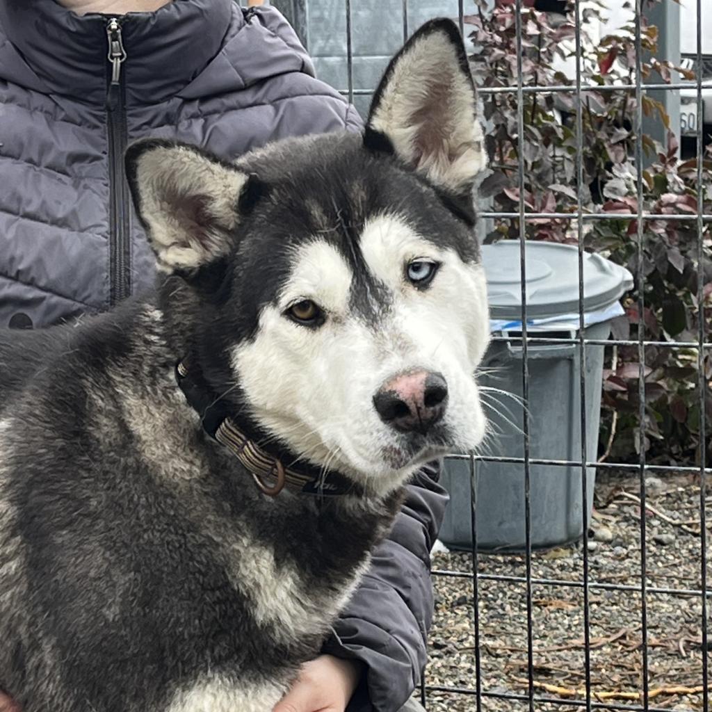 Mina, an adoptable Alaskan Malamute in Cashmere, WA, 98815 | Photo Image 5