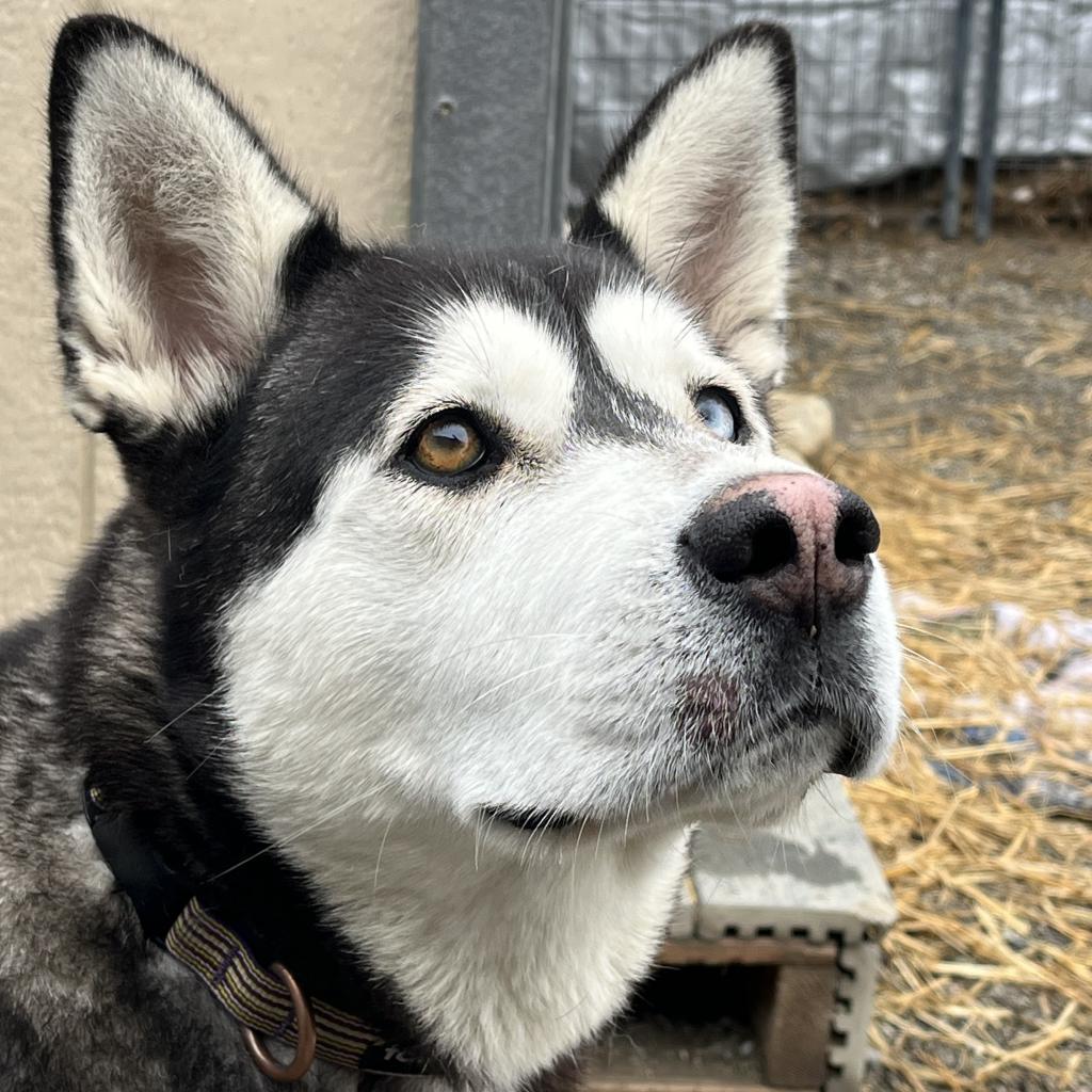 Mina, an adoptable Alaskan Malamute in Cashmere, WA, 98815 | Photo Image 5