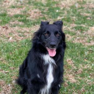 Duncan -MISSING, Adult Male Australian Shepherd