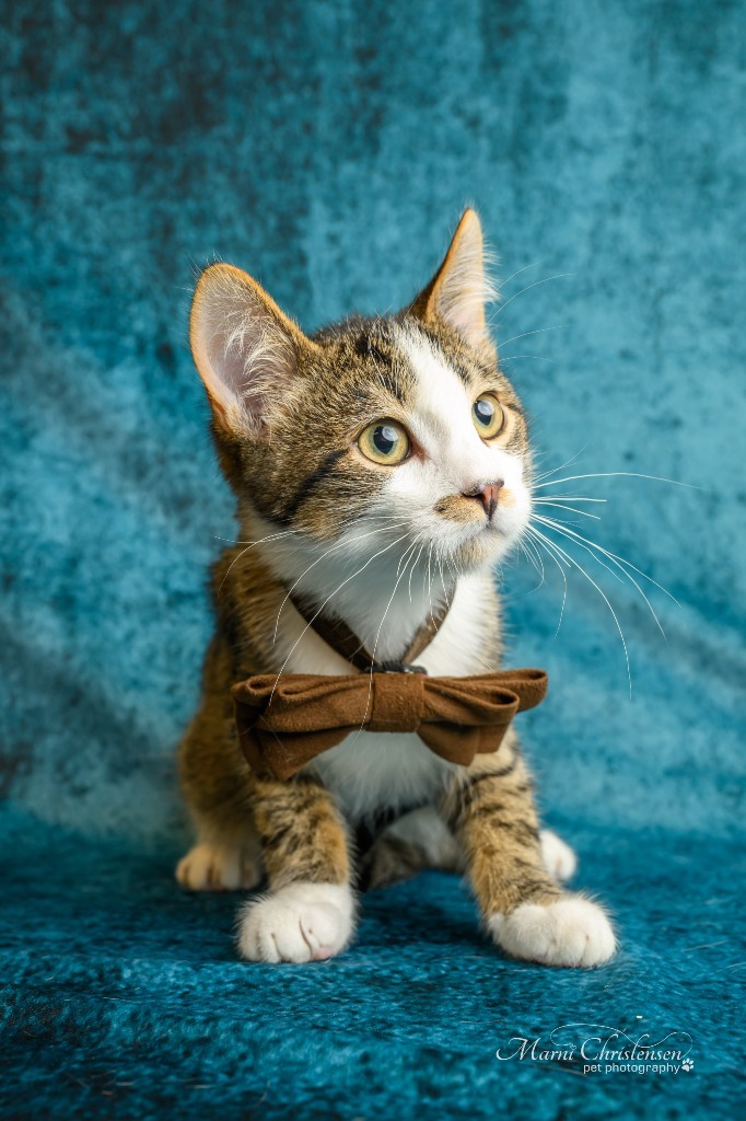 Waylon, an adoptable Domestic Medium Hair in Rock Springs, WY, 82901 | Photo Image 1