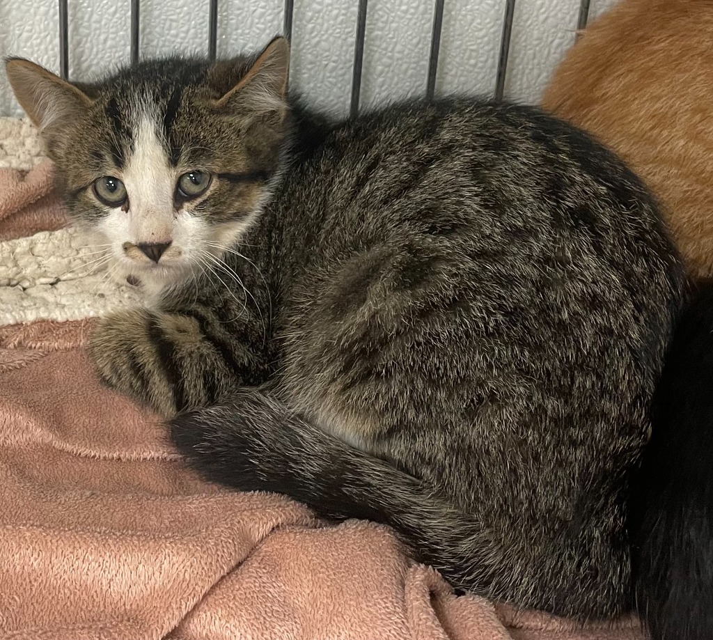 Waylon, an adoptable Domestic Medium Hair in Rock Springs, WY, 82901 | Photo Image 2