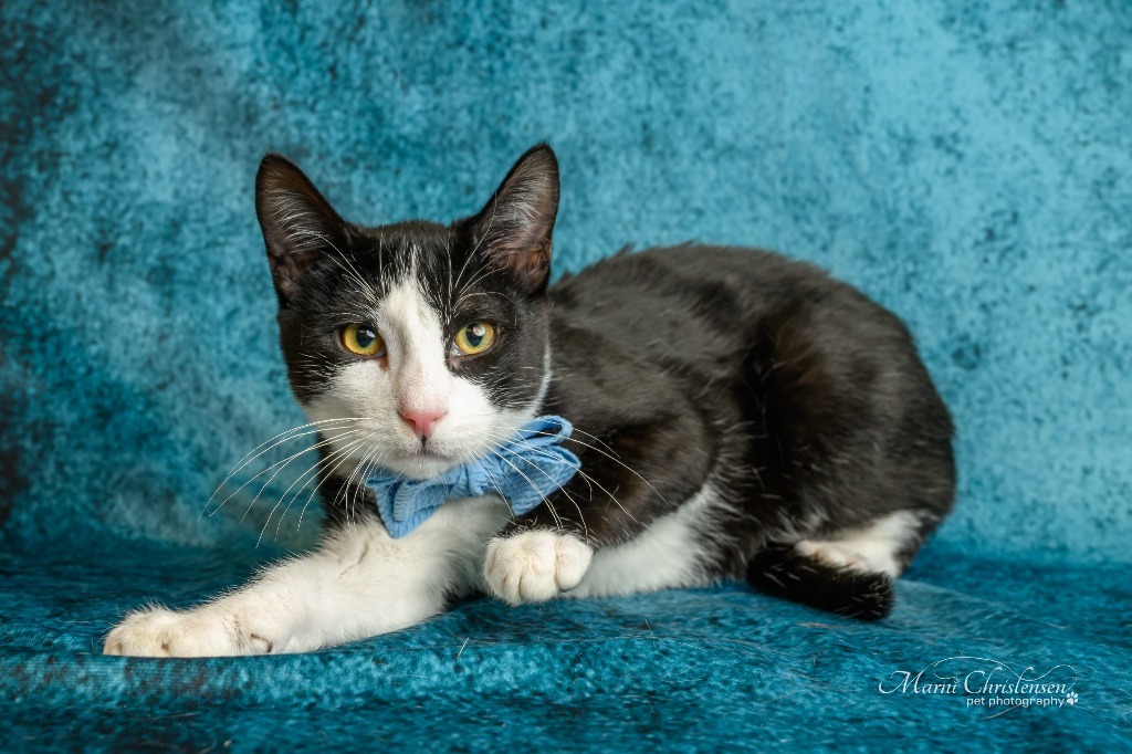 Tate, an adoptable Domestic Short Hair in Rock Springs, WY, 82901 | Photo Image 1