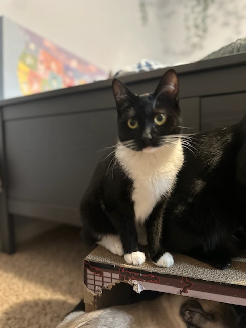 Davida, an adoptable Domestic Medium Hair in Salt Lake City, UT, 84117 | Photo Image 1