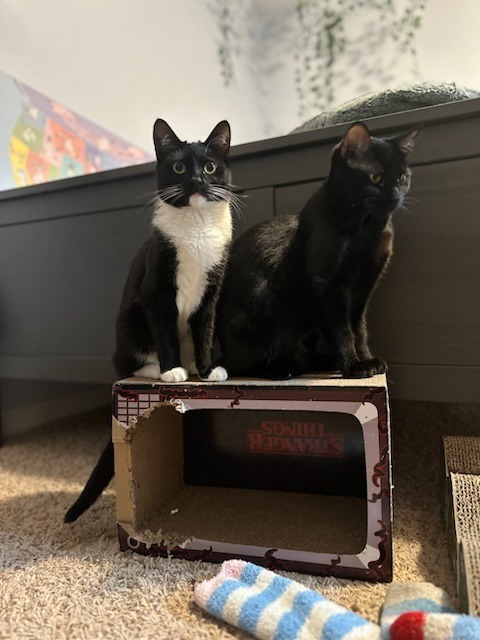 Davida, an adoptable Domestic Medium Hair in Salt Lake City, UT, 84117 | Photo Image 2