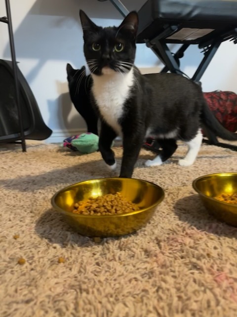 Davida, an adoptable Domestic Medium Hair in Salt Lake City, UT, 84117 | Photo Image 3