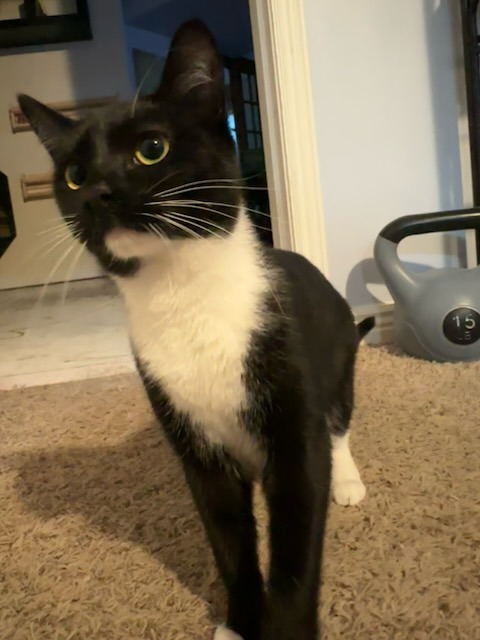 Davida, an adoptable Domestic Medium Hair in Salt Lake City, UT, 84117 | Photo Image 4