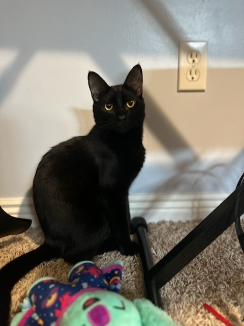 Johnny, an adoptable Domestic Short Hair in Salt Lake City, UT, 84117 | Photo Image 1