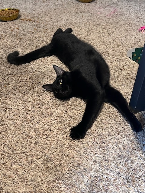 Johnny, an adoptable Domestic Short Hair in Salt Lake City, UT, 84117 | Photo Image 2
