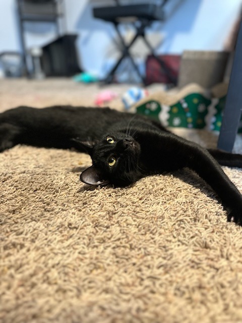 Johnny, an adoptable Domestic Short Hair in Salt Lake City, UT, 84117 | Photo Image 3