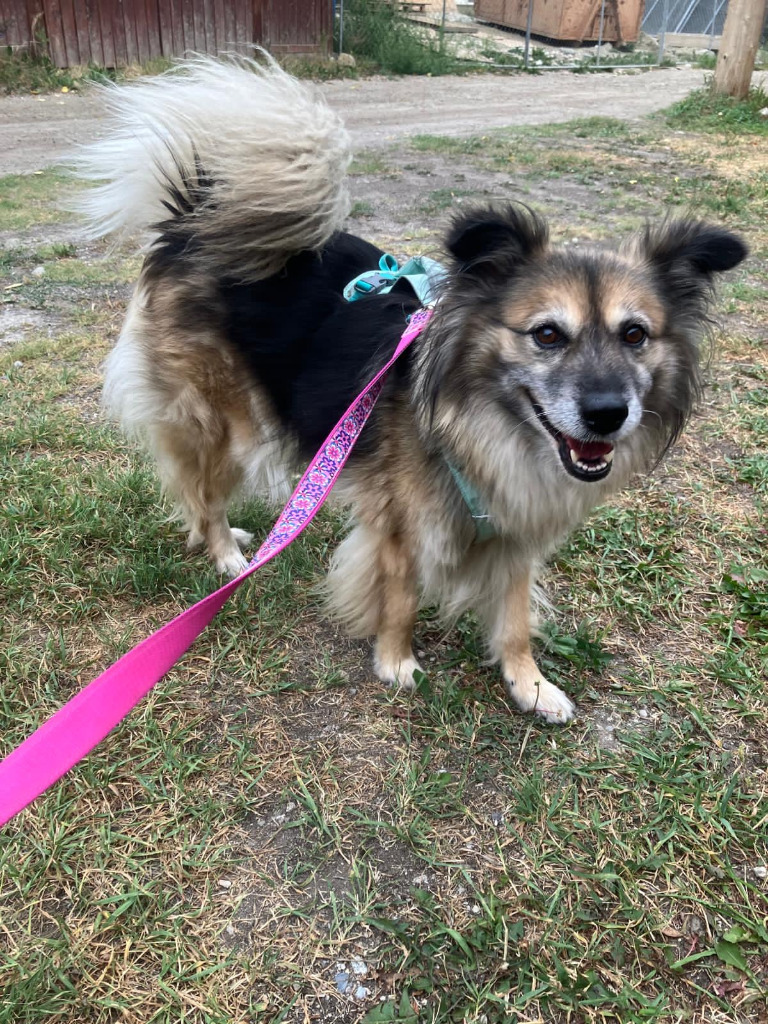 Pepper, an adoptable Australian Shepherd, Pomeranian in Calgary, AB, T3S 0C5 | Photo Image 2