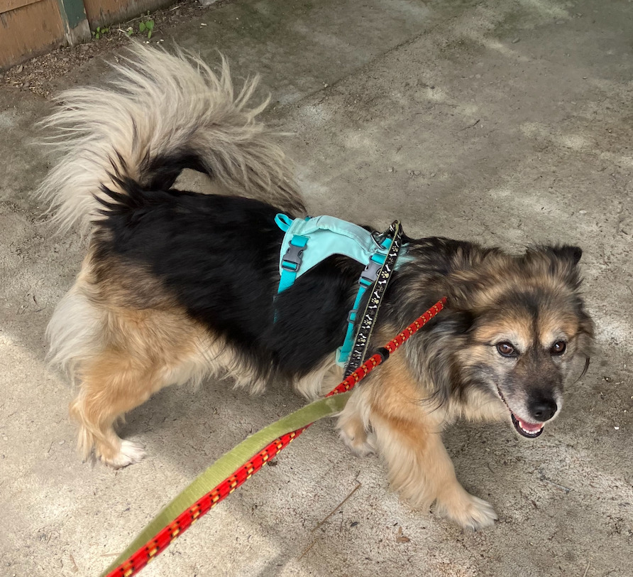 Pepper, an adoptable Australian Shepherd, Pomeranian in Calgary, AB, T3S 0C5 | Photo Image 4