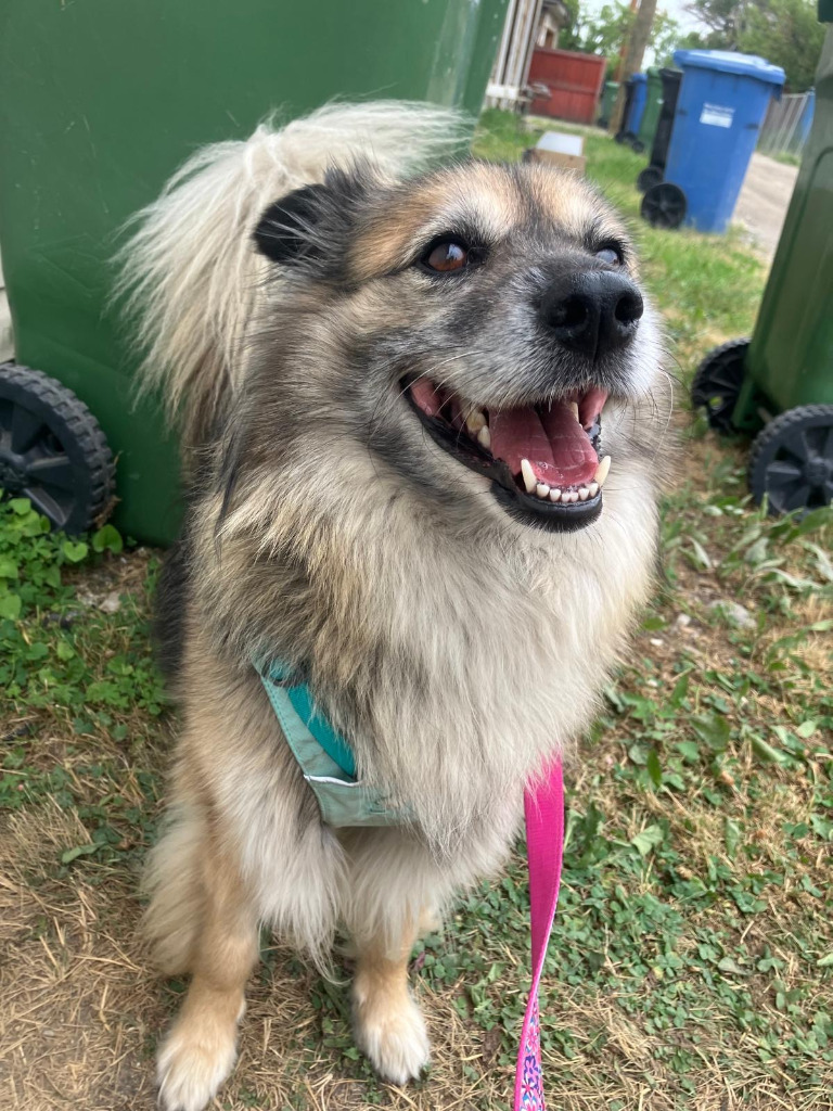 Pepper, an adoptable Australian Shepherd, Pomeranian in Calgary, AB, T3S 0C5 | Photo Image 6