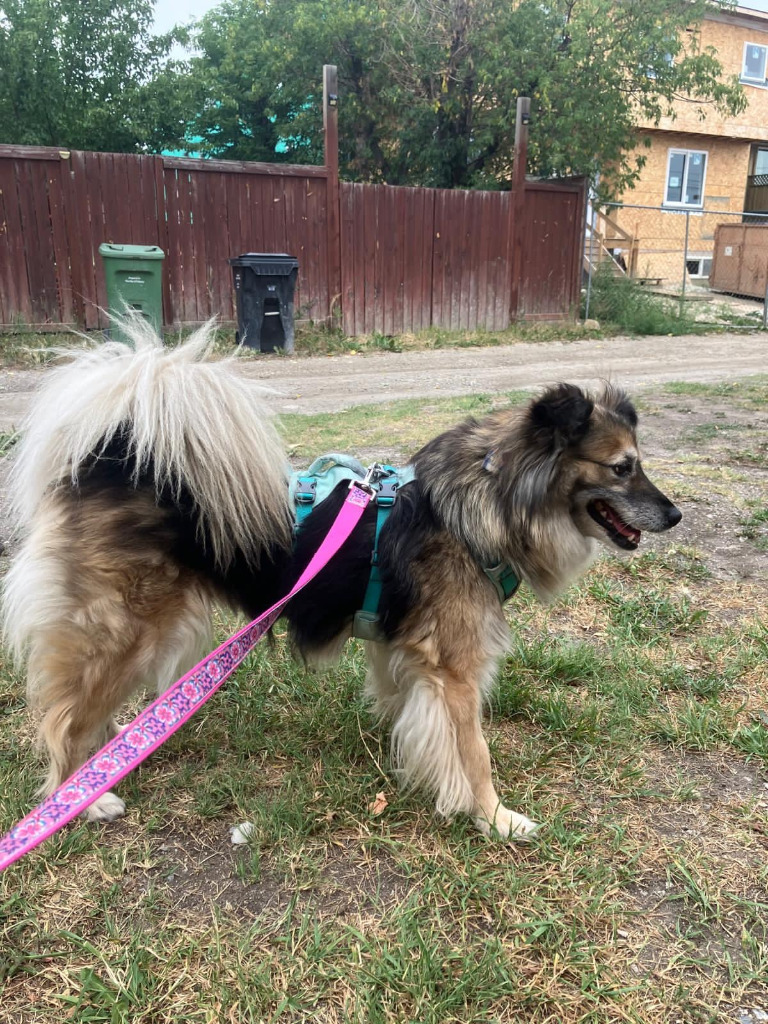 Pepper, an adoptable Australian Shepherd, Pomeranian in Calgary, AB, T3S 0C5 | Photo Image 8