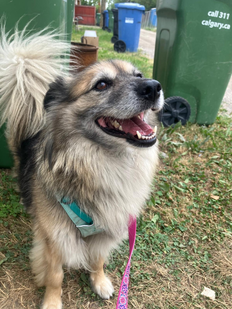 Pepper, an adoptable Australian Shepherd, Pomeranian in Calgary, AB, T3S 0C5 | Photo Image 9