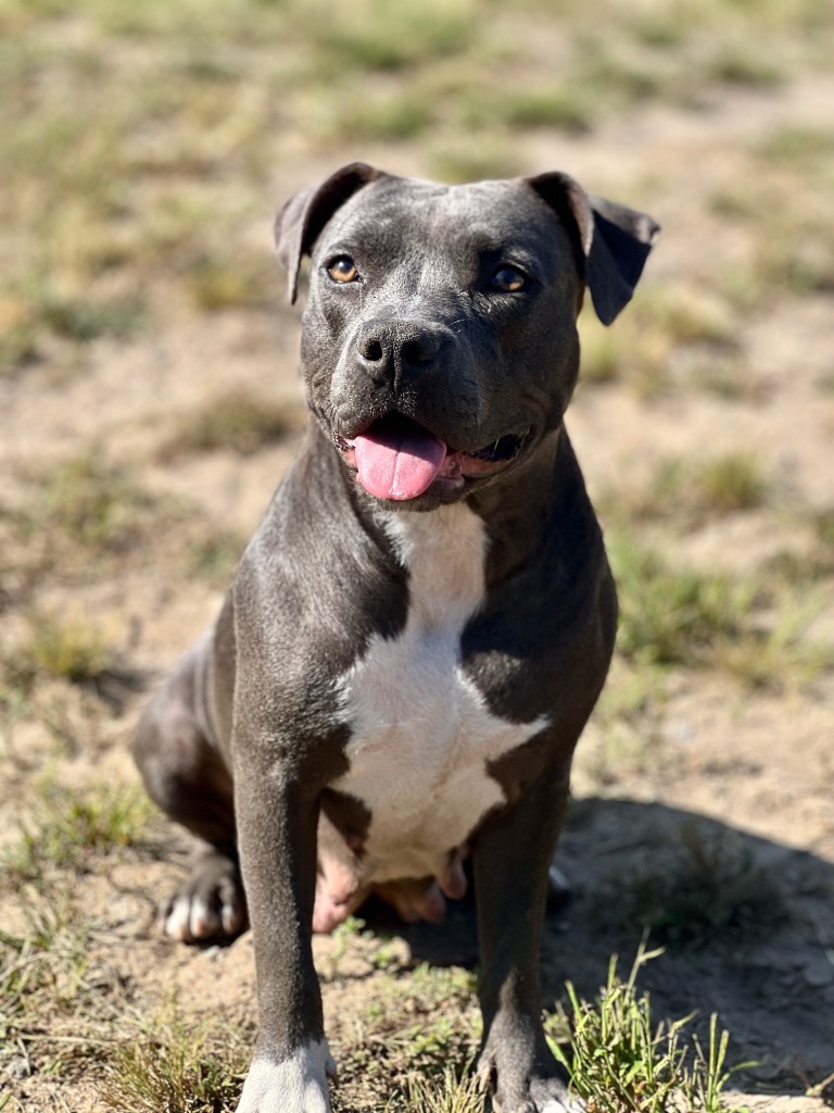 Rain, an adoptable Mixed Breed in Muskegon, MI, 49442 | Photo Image 1