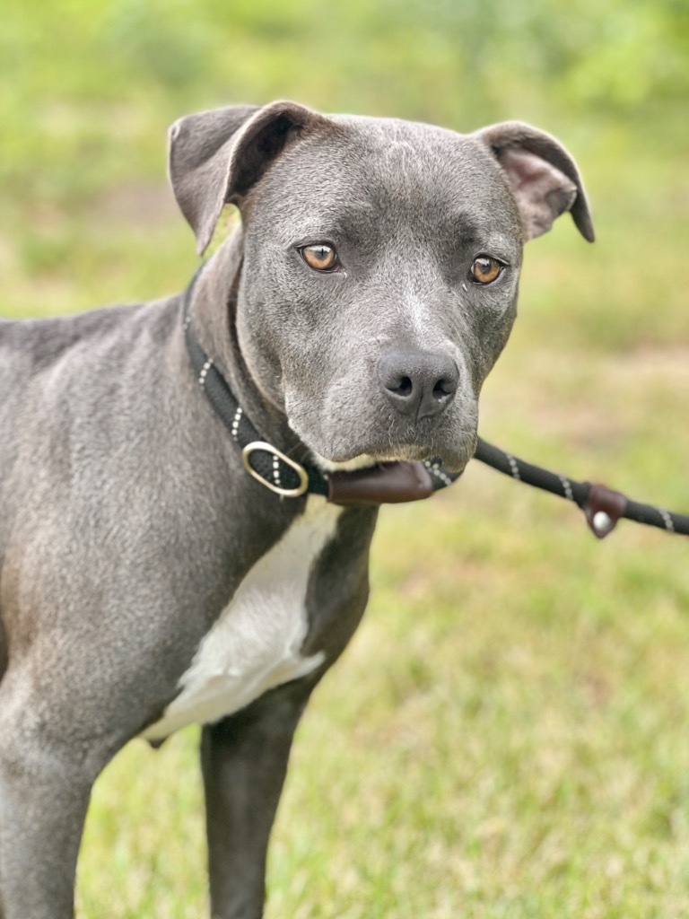 Rain, an adoptable Mixed Breed in Muskegon, MI, 49442 | Photo Image 2