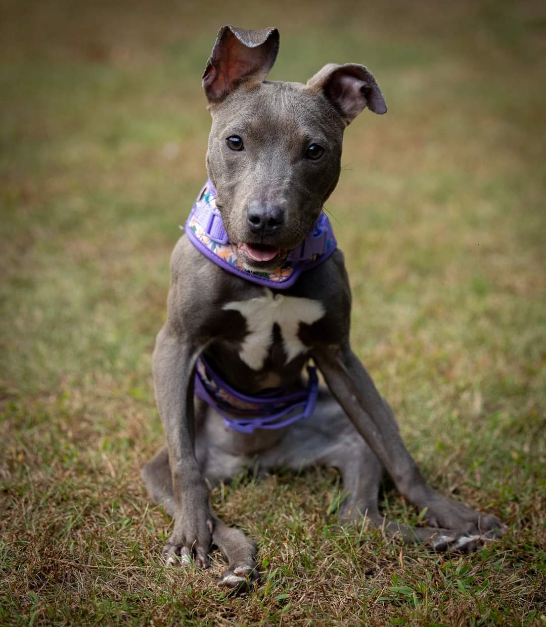 Barbara, an adoptable American Bulldog in Princeton, MN, 55371 | Photo Image 1