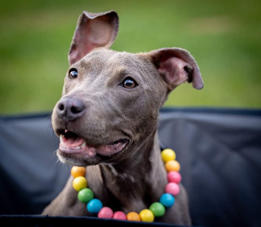 Barbara, an adoptable American Bulldog in Princeton, MN, 55371 | Photo Image 3