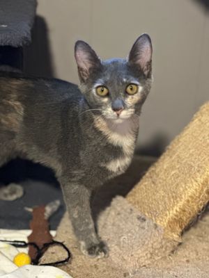 Chloe, Adult Female Domestic Short Hair