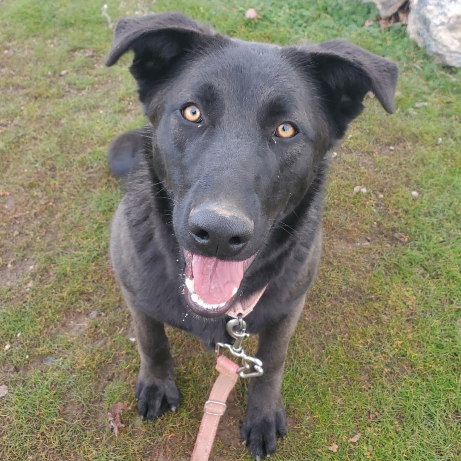 Sunshine, an adoptable Shepherd in Yreka, CA, 96097 | Photo Image 1