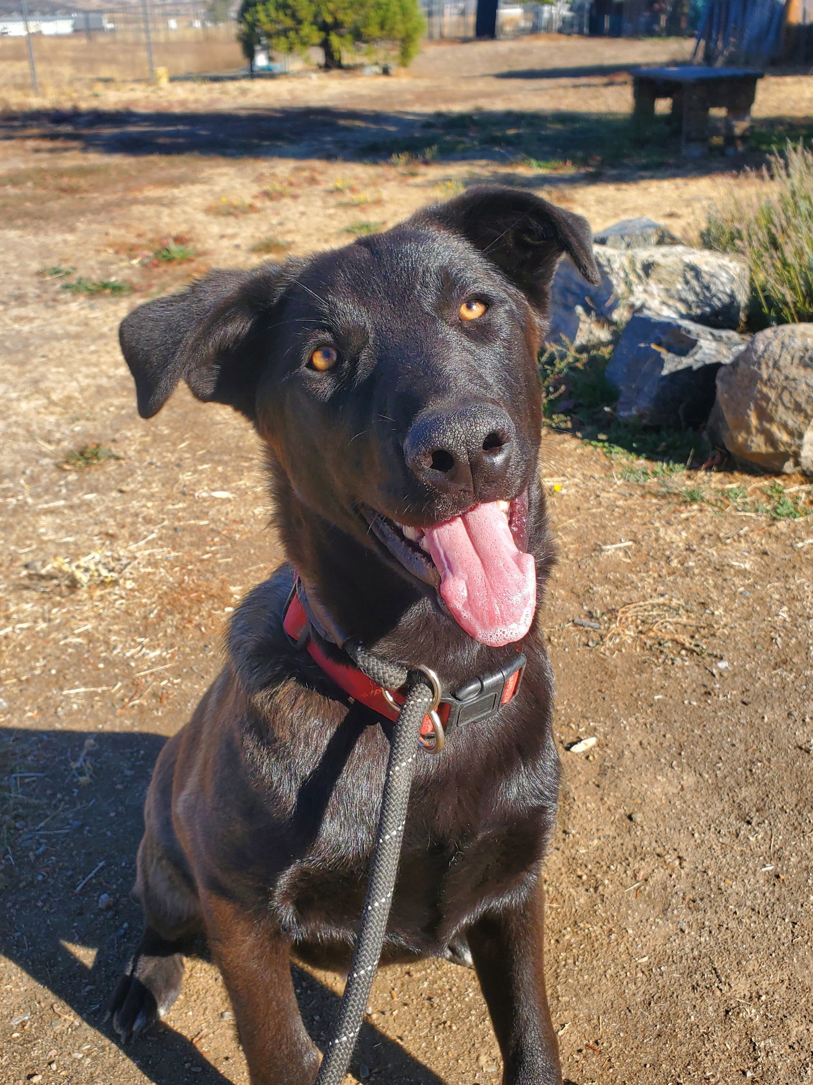 Sunshine, an adoptable Shepherd in Yreka, CA, 96097 | Photo Image 2