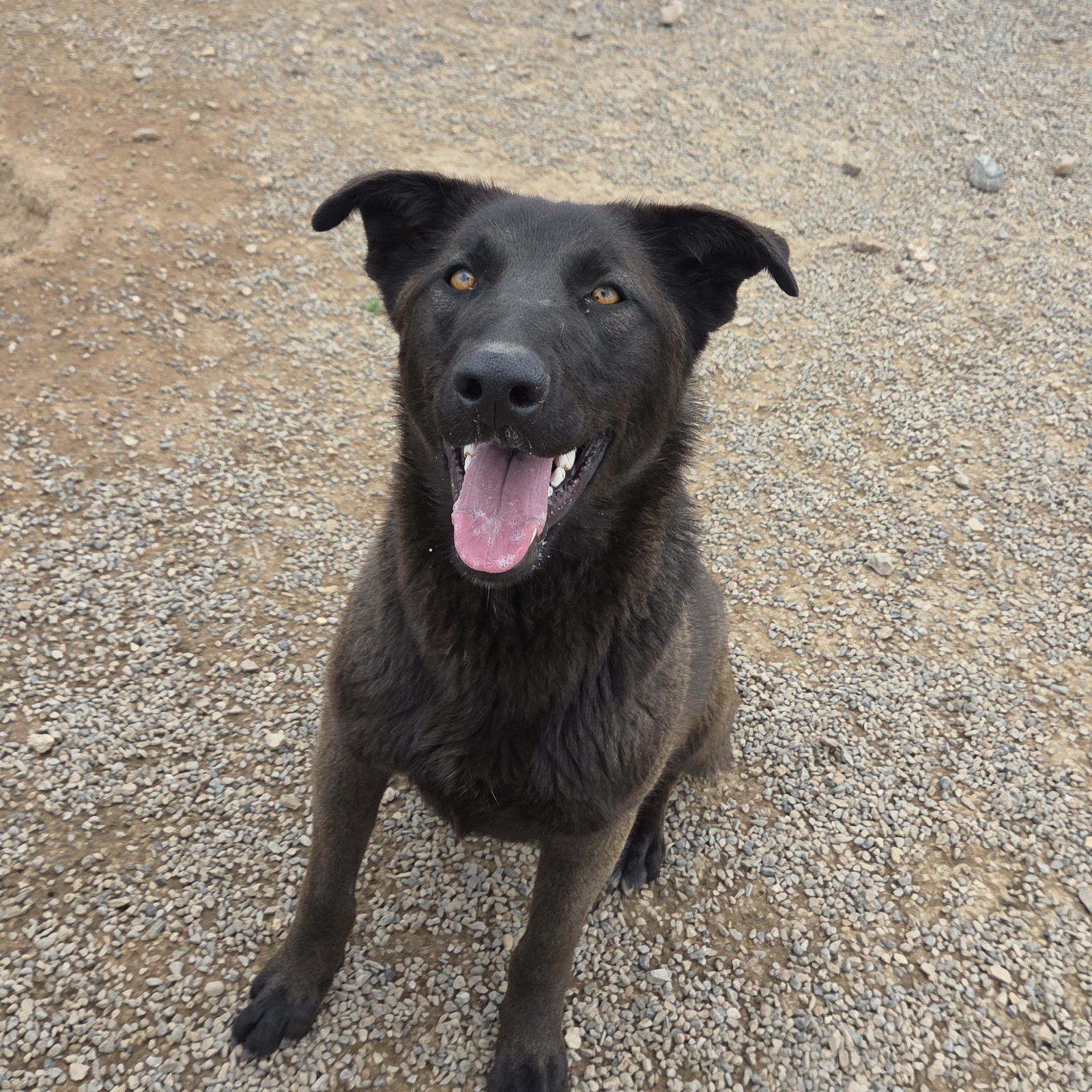 Sunshine, an adoptable Shepherd in Yreka, CA, 96097 | Photo Image 2