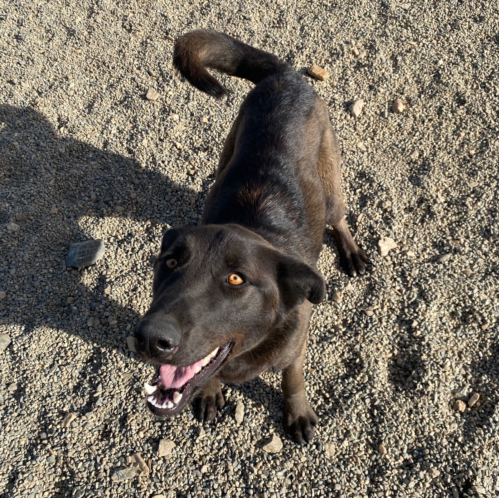 Sunshine, an adoptable Shepherd in Yreka, CA, 96097 | Photo Image 3