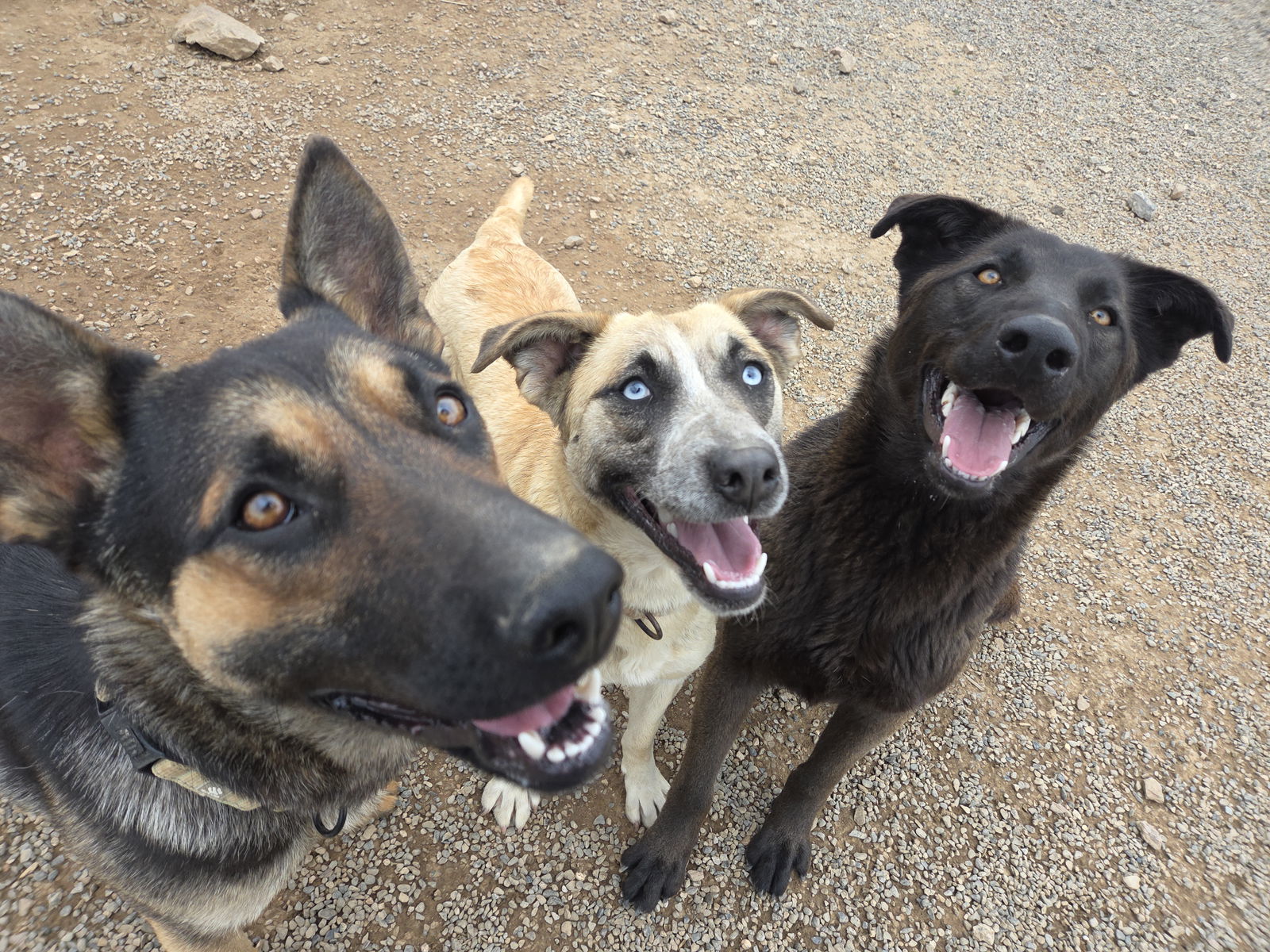 Sunshine, an adoptable Shepherd in Yreka, CA, 96097 | Photo Image 3
