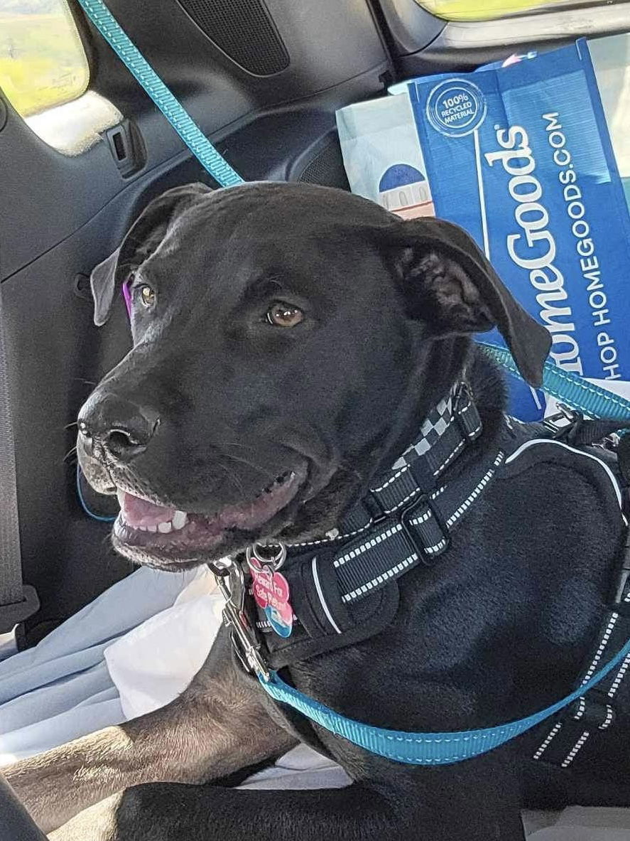 Noodles, an adoptable Labrador Retriever in Polson, MT, 59860 | Photo Image 1