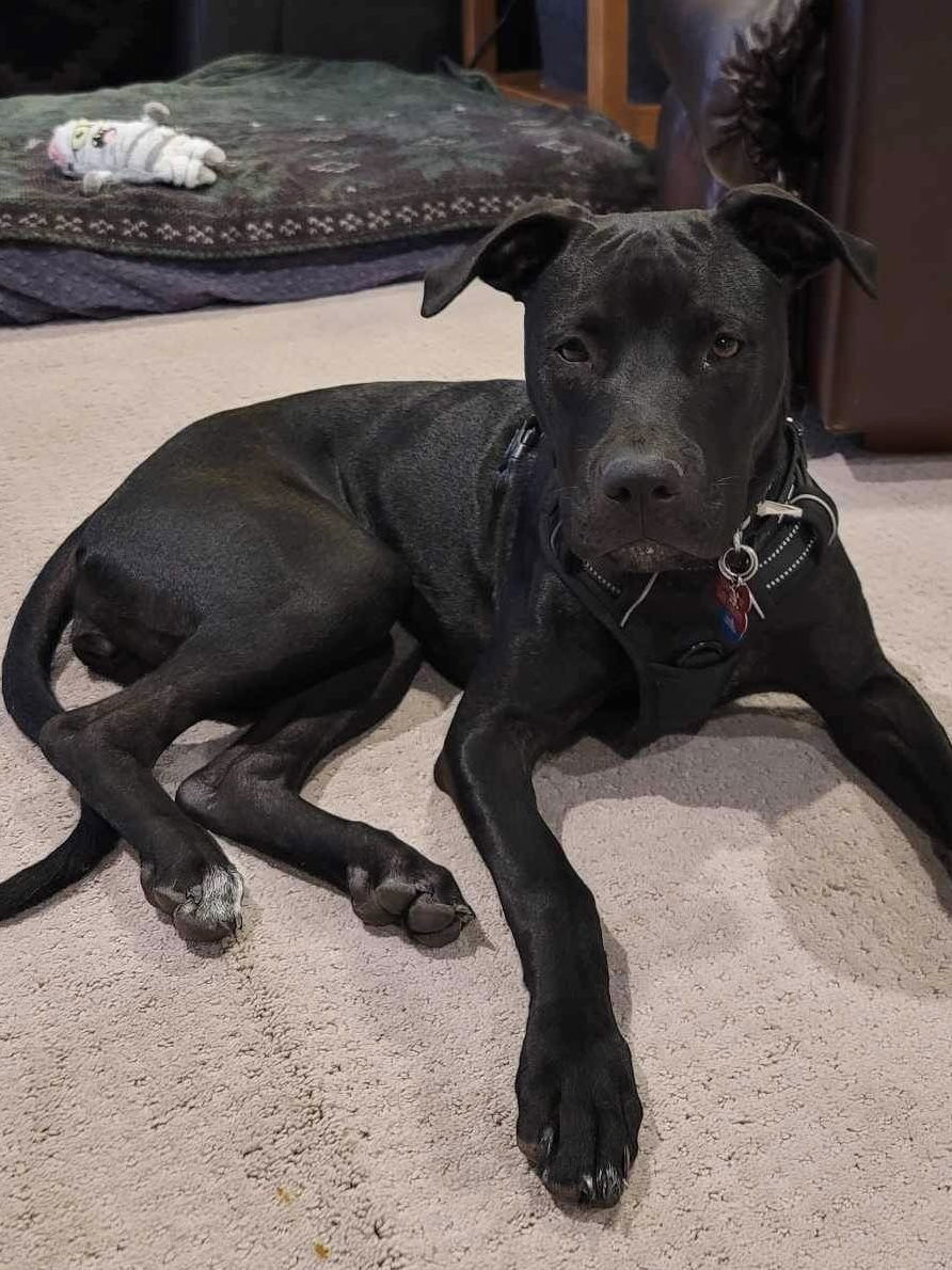 Noodles, an adoptable Labrador Retriever in Polson, MT, 59860 | Photo Image 2