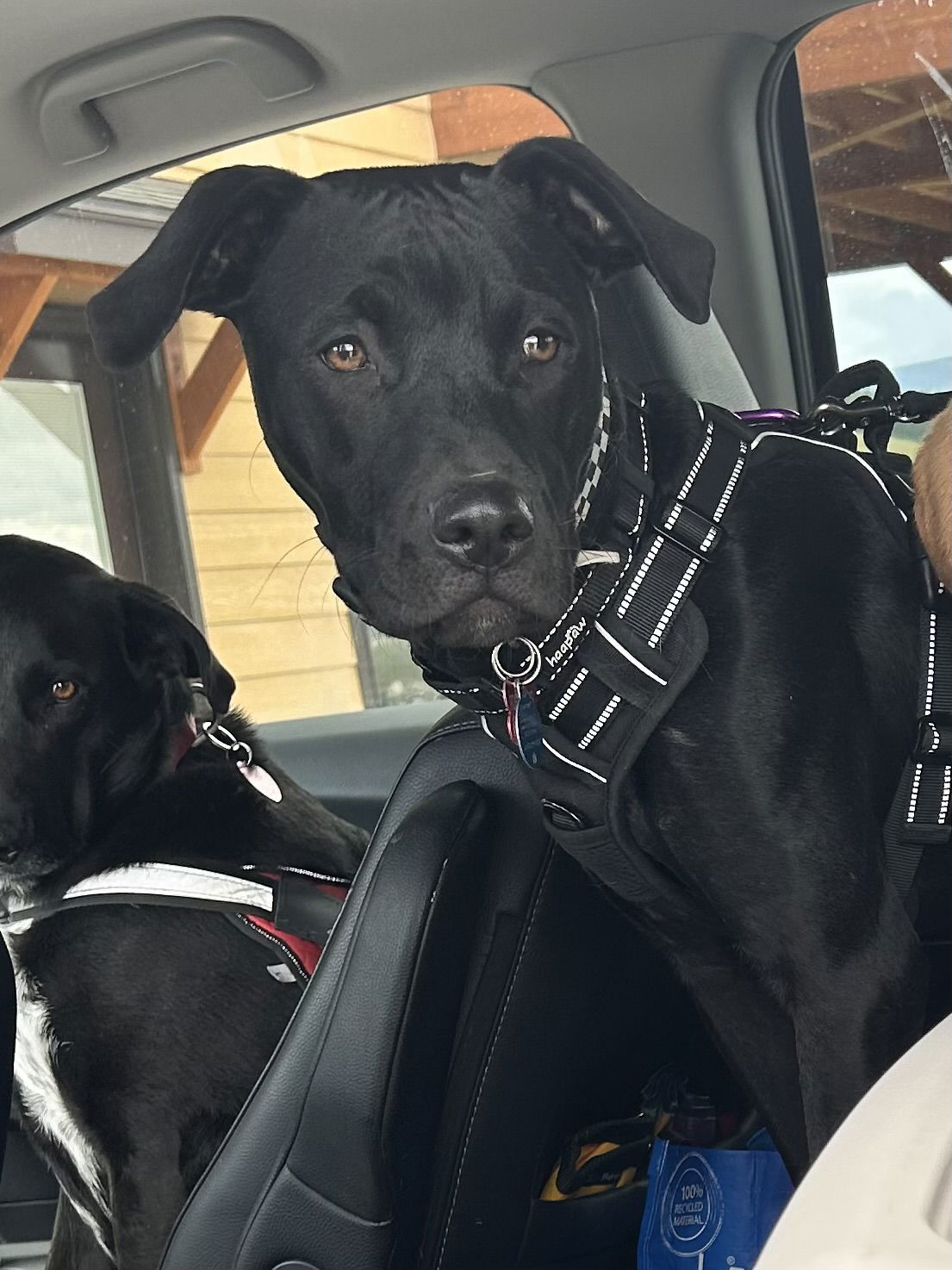 Noodles, an adoptable Labrador Retriever in Polson, MT, 59860 | Photo Image 3